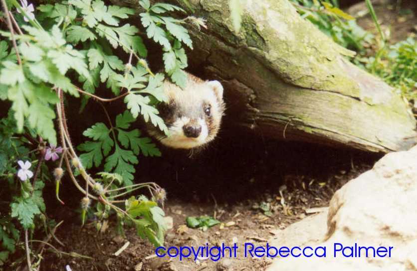 Polecat